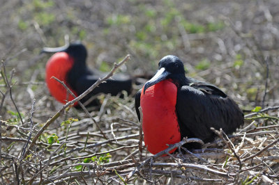 Nesting Frigate Birds