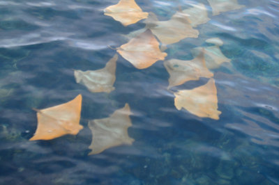 Cownose Rays