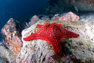 Galapagos November 2014