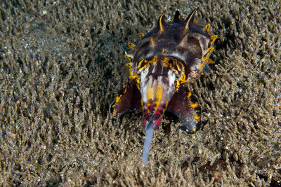 Flamboyant Cuttlefish