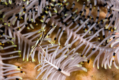 Squat Lobster
