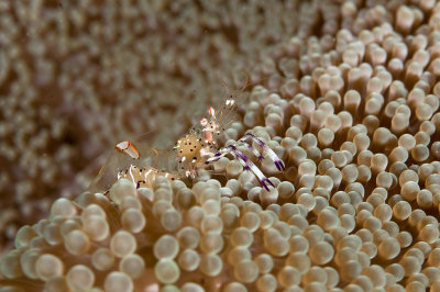 Comensal Shrimp