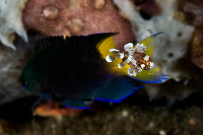 Juvenile Sweetlips