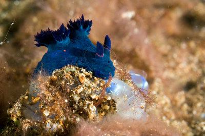 Nudibranch