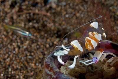 Comensal Shrimp