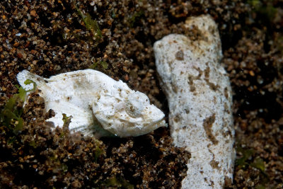 White Scorpionfish