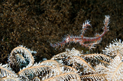Ornate Ghost Fipefish
