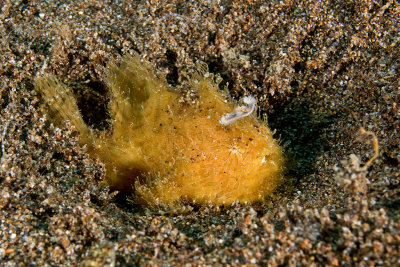 Hairy Frogfish