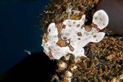 Painted Frogfish