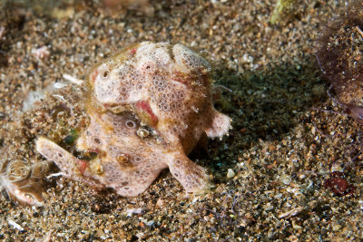 Painted Frogfish