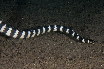 Banded Sea Snake