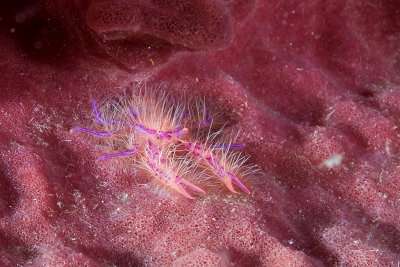 Hairy Squat Lobster