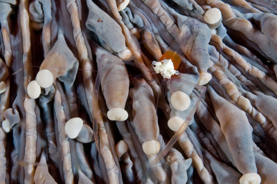 Anemone Shrimp