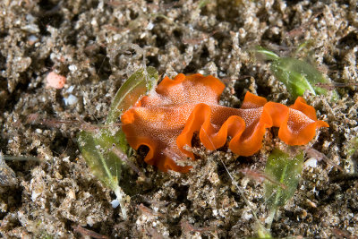 Flat worm