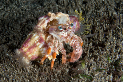 Anemone Carrier Hermit Crab