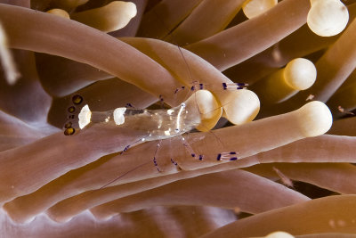 Comensal Shrimp