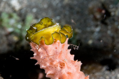 Flat worm and a Skeleton Shrimp