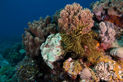 Reefscape