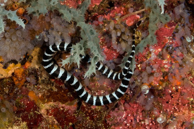 Banded Sea Snake