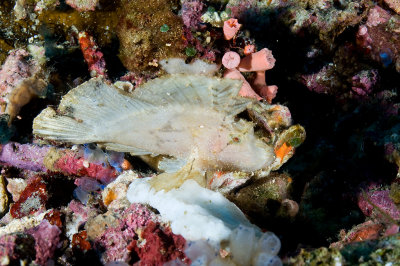 White Leaf fish 