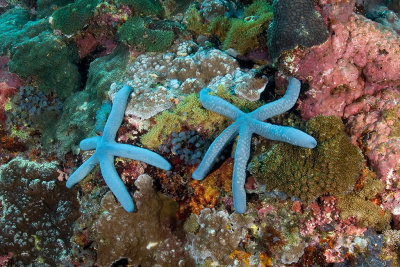 Reefscape