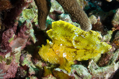 Yellow Leaf fish 
