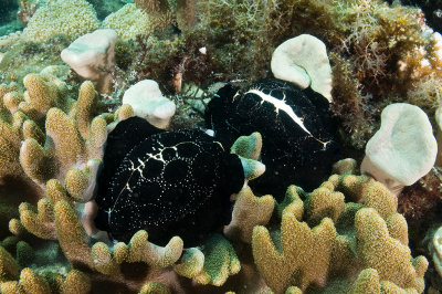 Egg Cowries (Ovula ovum)