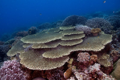 Reefscape
