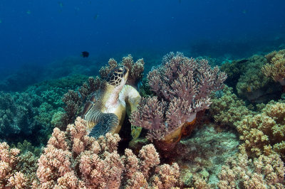 Sea Turtle