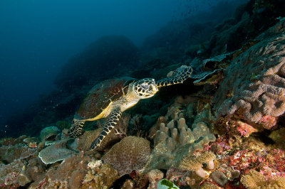 Sea Turtle