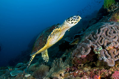 Sea Turtle