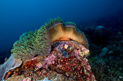 Anemone