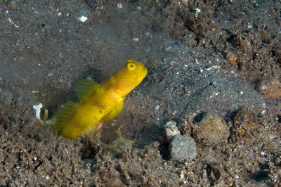 Yellow Goby
