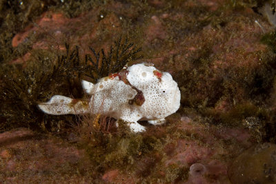 Painted Frogfish