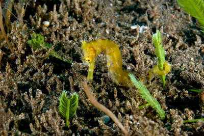 Thorny Sea Horse