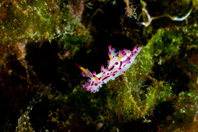 Nudibranch