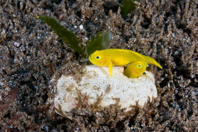 Golden Gobies