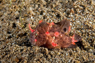 Frogfish