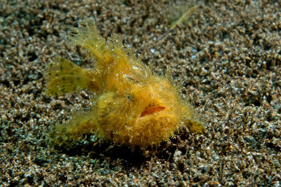 Hairy Frogfish
