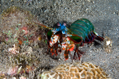 Peacock Mantis Shrimp 