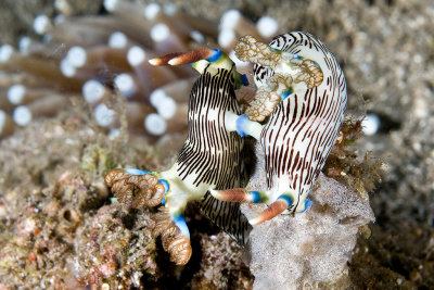 Mating Nudibranch