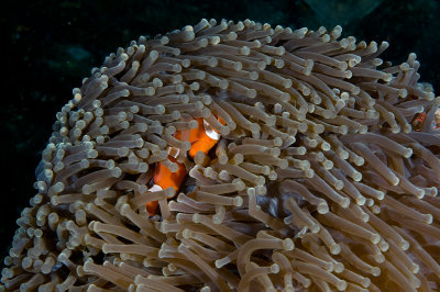 Clownfish