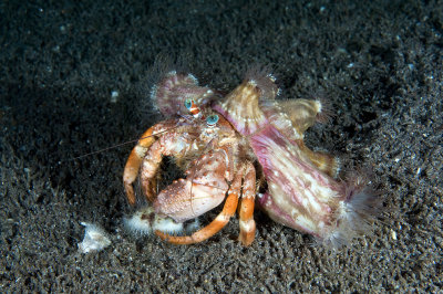 Anemone Carrier Hermit Crab