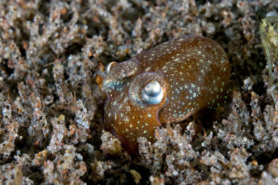 Bobtail Squid