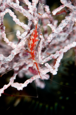 Gorgonian Shrimp(Manipontonia Psamathe)