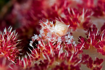 Candy Crab