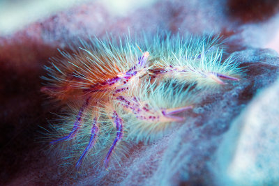 Hairy Squat Lobster