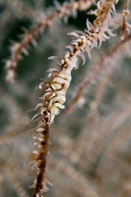 Wire Coral Shrimp