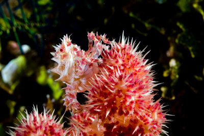 Candy Crab