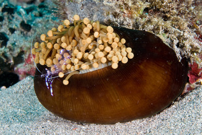 Anemone with Comensal Shrimp